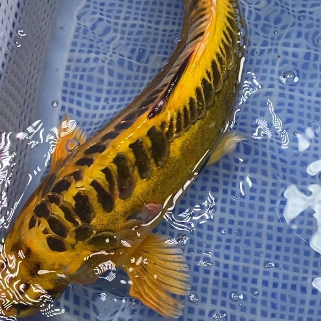 锦鲤锦鲤 开衩掉鳞充血属于正常情况 介意别拍