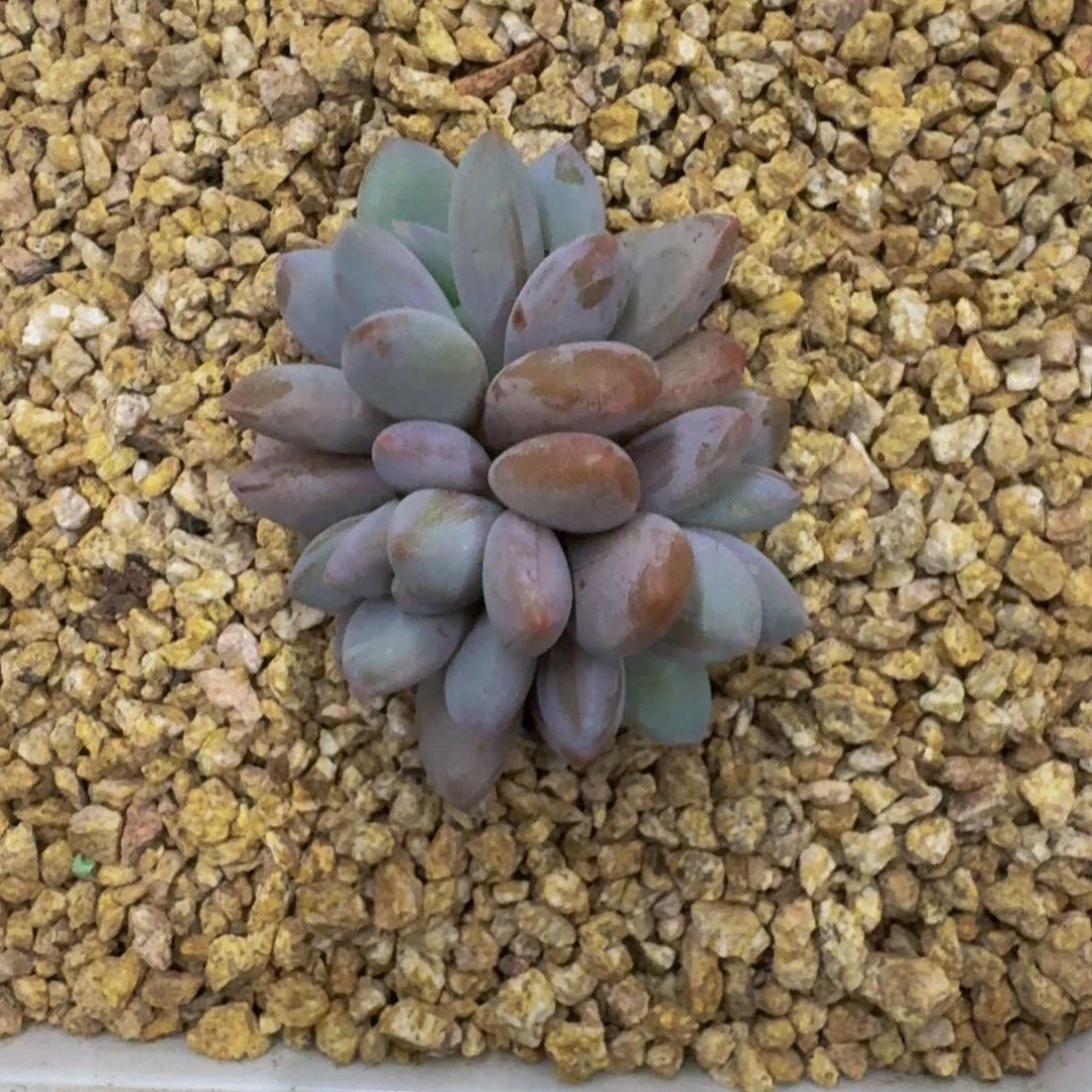 橙龙 群生 一物一拍