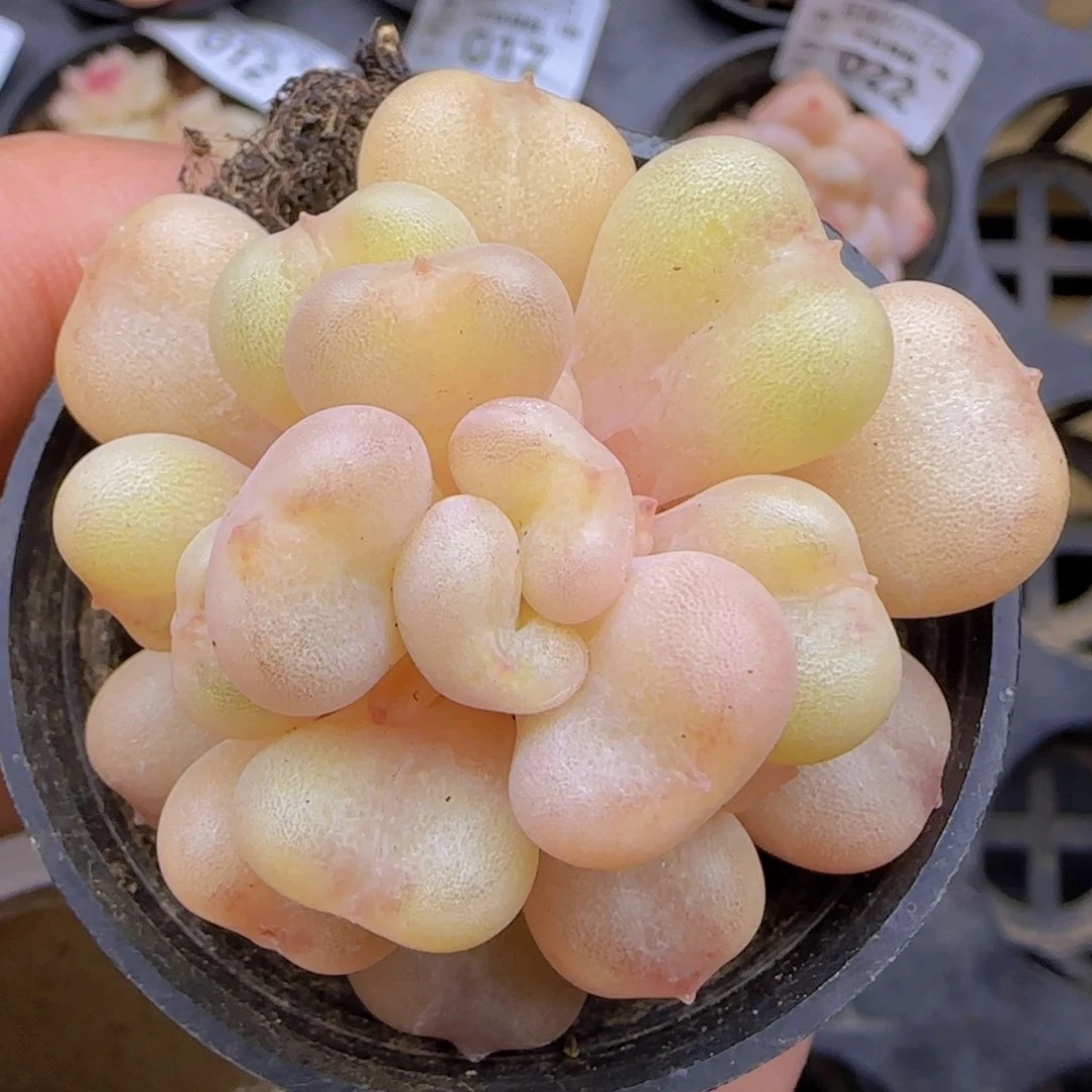 比尔盖茨单头精控