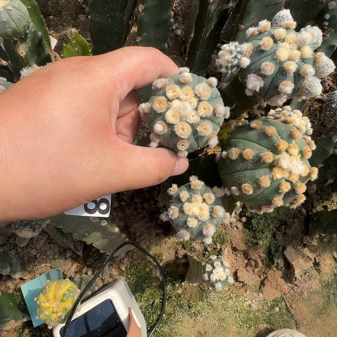 乐***皮大尤兜仙人球3318号