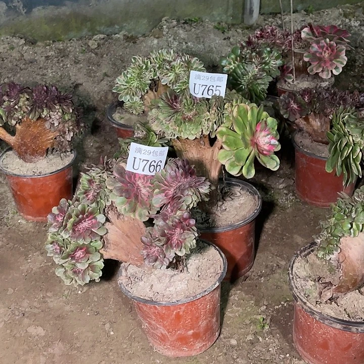 小***令765   766荔枝缀   多肉植物