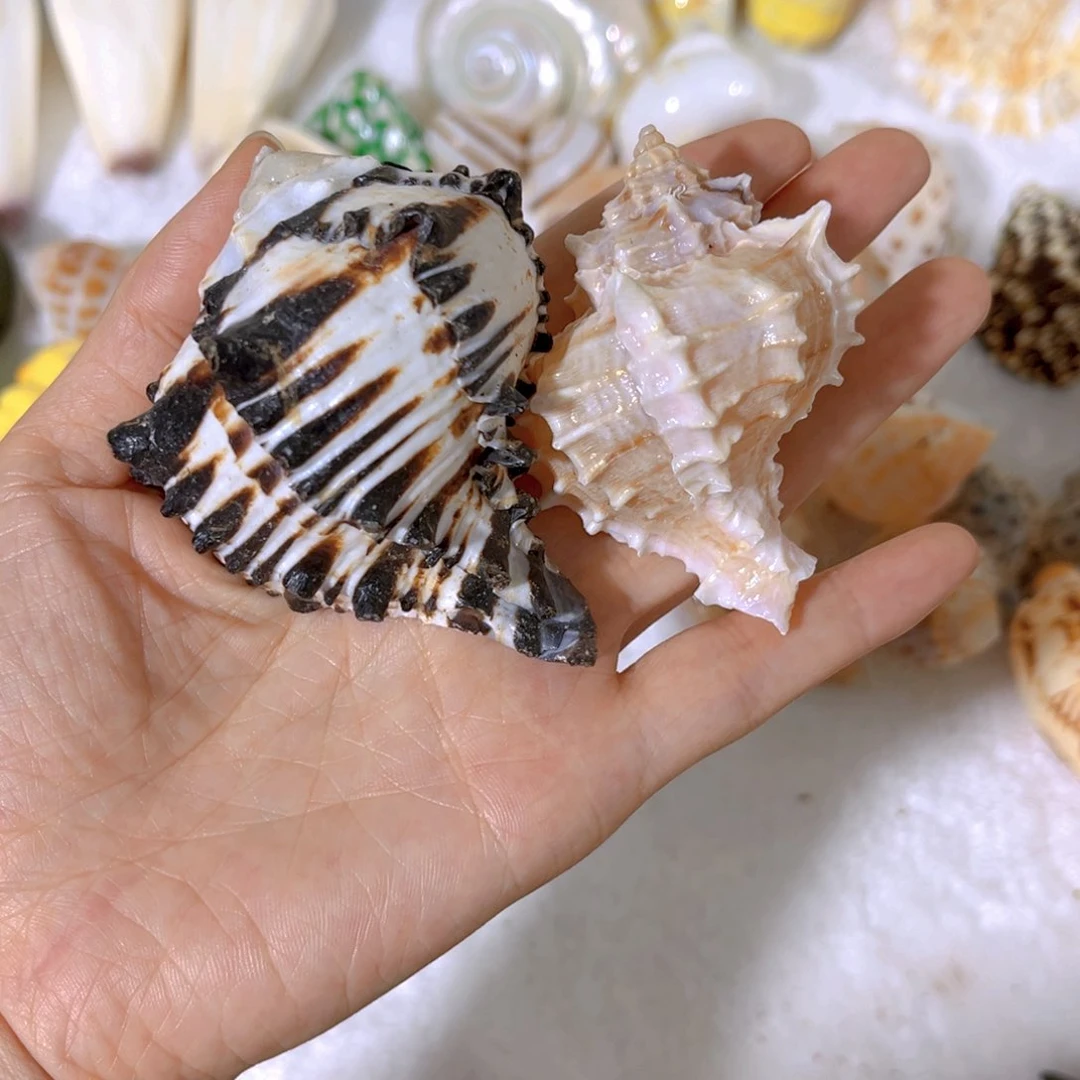 大理石磁石夏***天天然海螺寄居蟹海螺