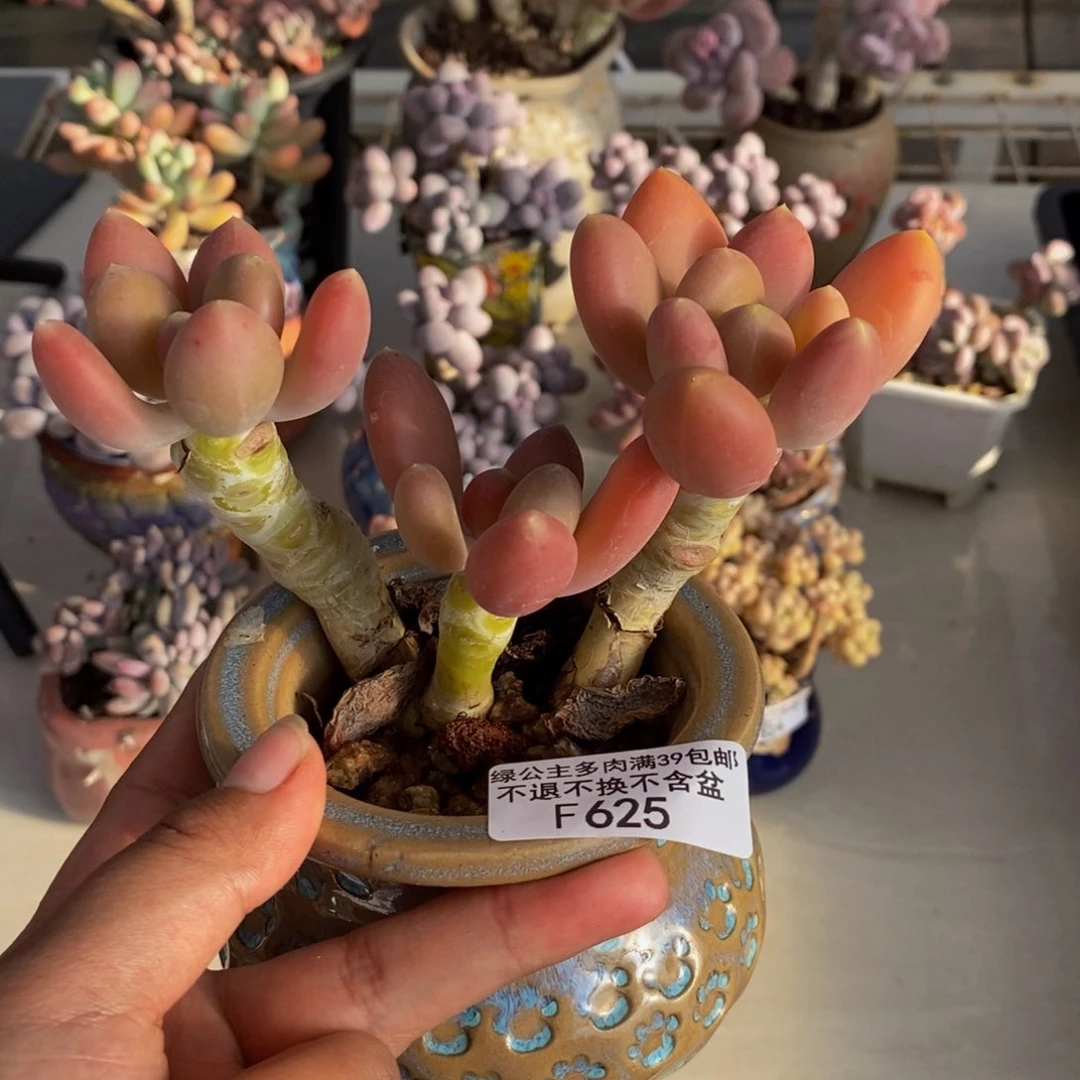 625金蟾多肉整10c m