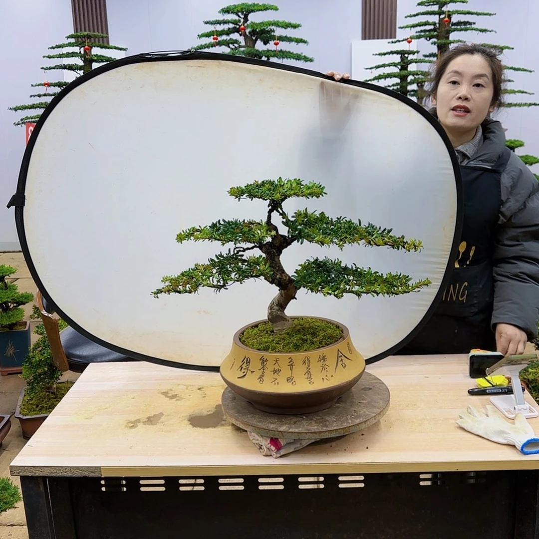 盆景直播间一物一拍