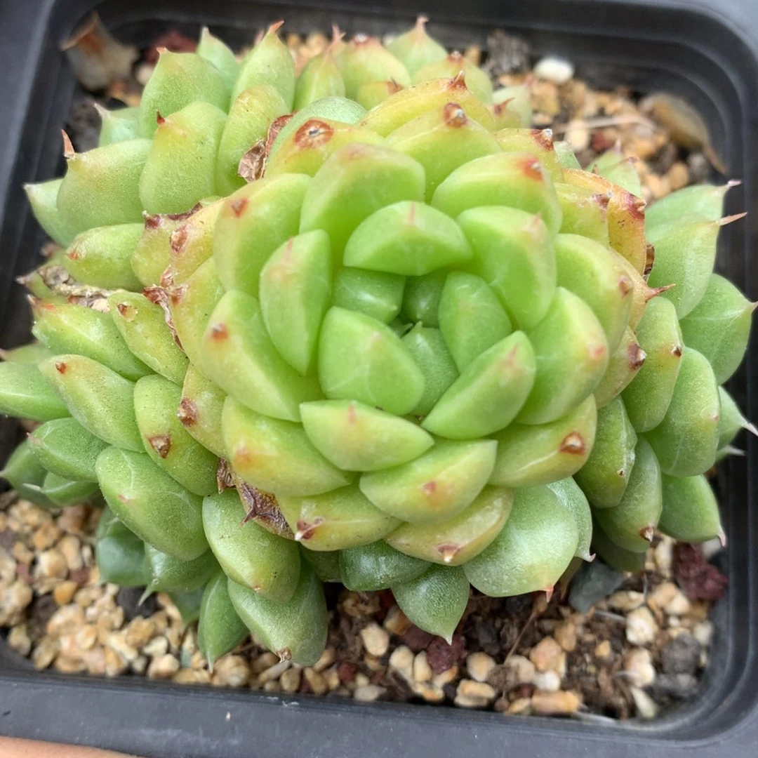 0830-14 麦杆优选