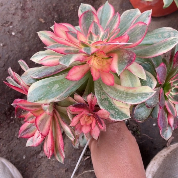 136黑膜锦嫁接多肉123446789