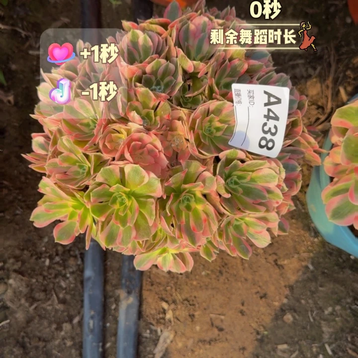 法师多肉不包损粉女郎438