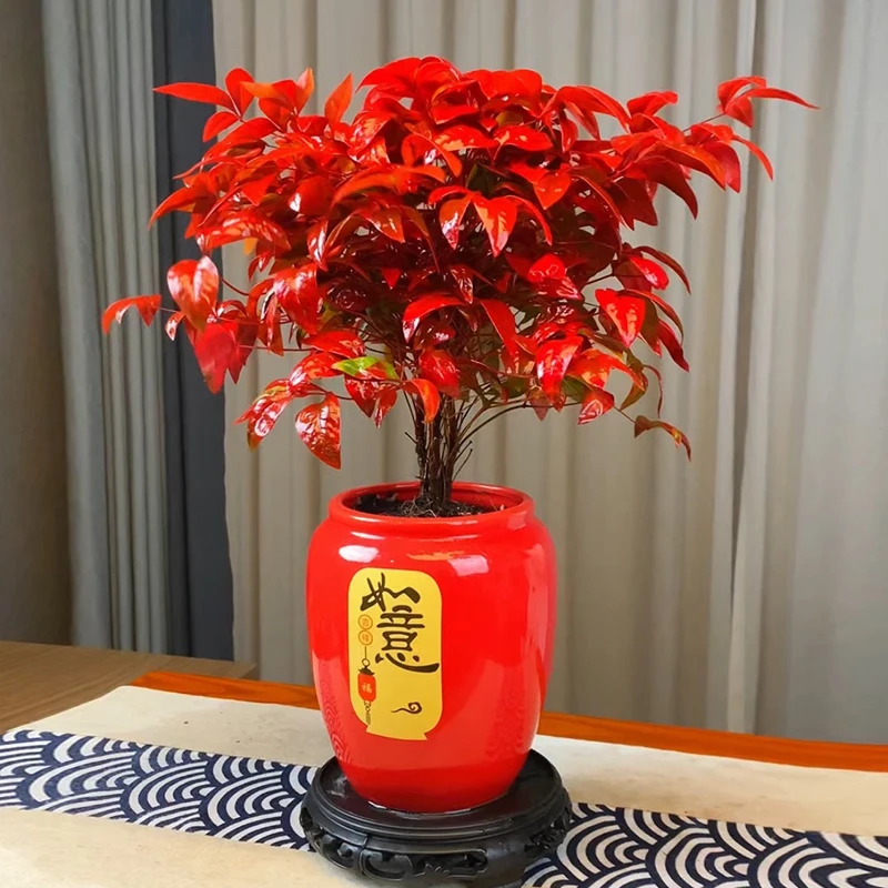 【越冷越红】火焰南天竹盆栽耐寒耐热室内外四季观叶好养活绿植