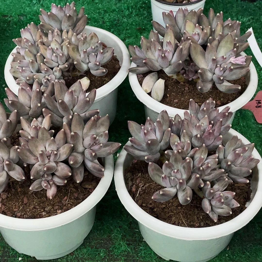 整桩无砍多头小松果美人一颗