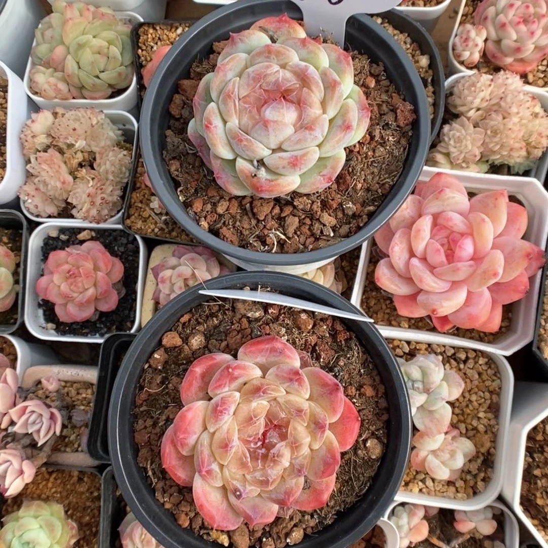 C****n母本冰魄两颗966 455号。