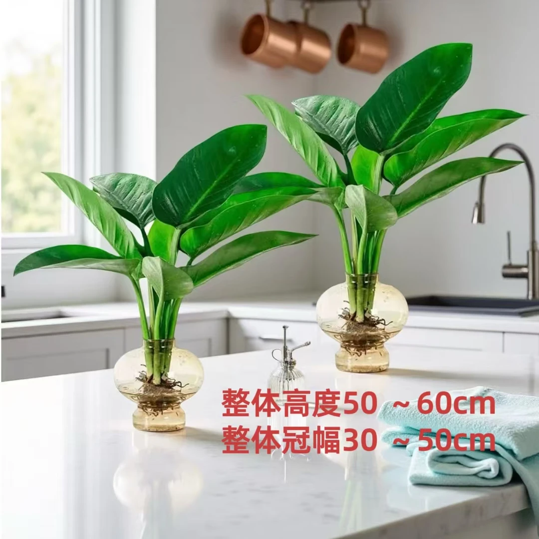 拍一发二大王金钻绿公主50-60cm室内桌面夏天美观盆栽好养不带盆
