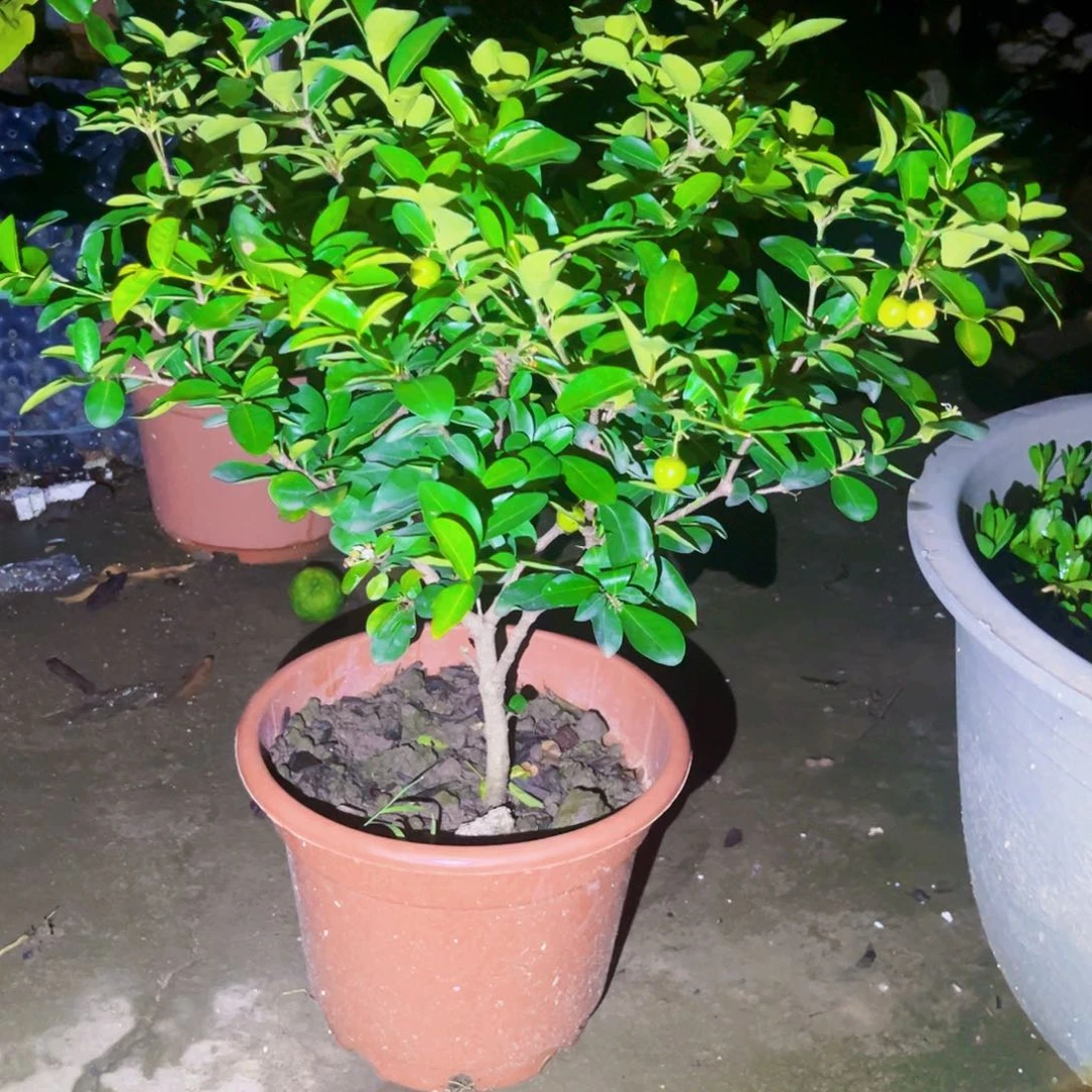 果树。。。。。。。。。。。。。