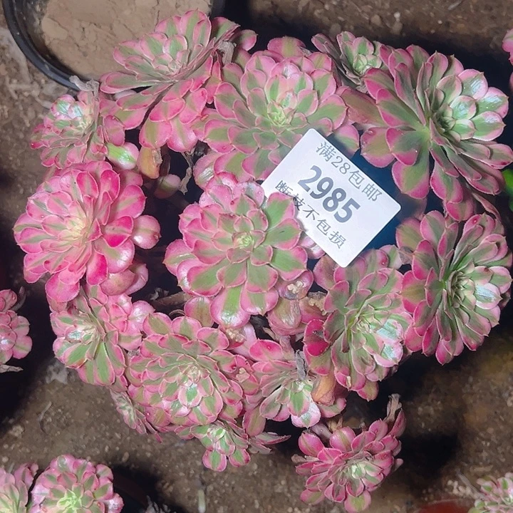 2985红铜白多肉植物