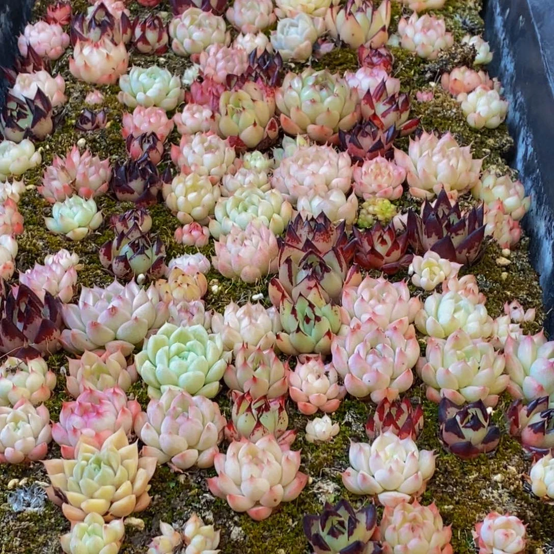 626多肉植物保护研究所所长助理研究员