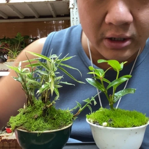 红陶一物一拍所见即所得117