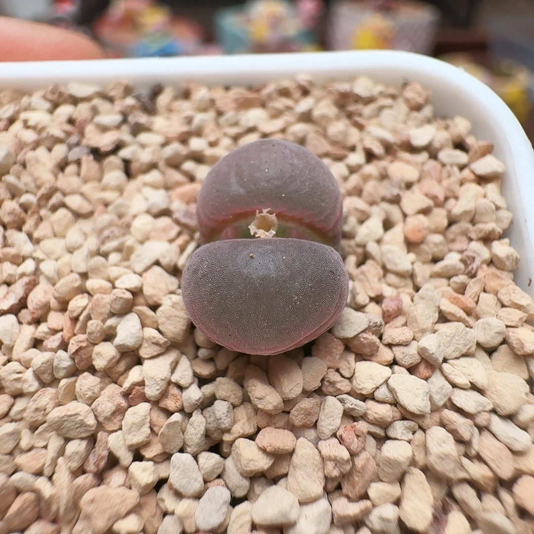 多肉植物福利风铃154