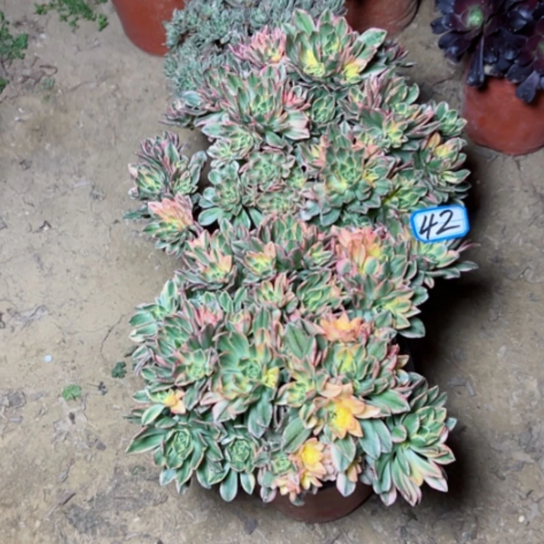 【闪购商品】亚*多肉植物两个42