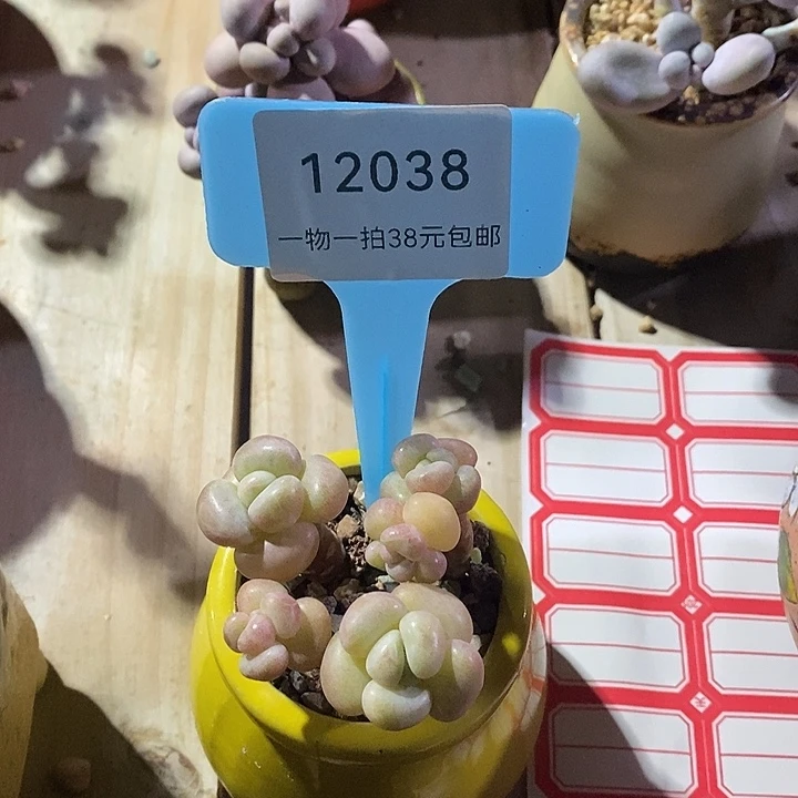 胭脂精品多肉泡泡糖