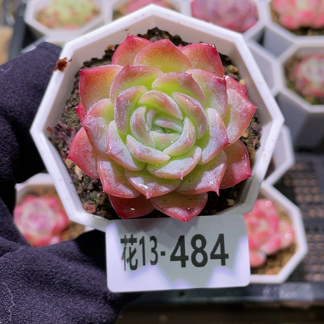 花利美13-484纯爱