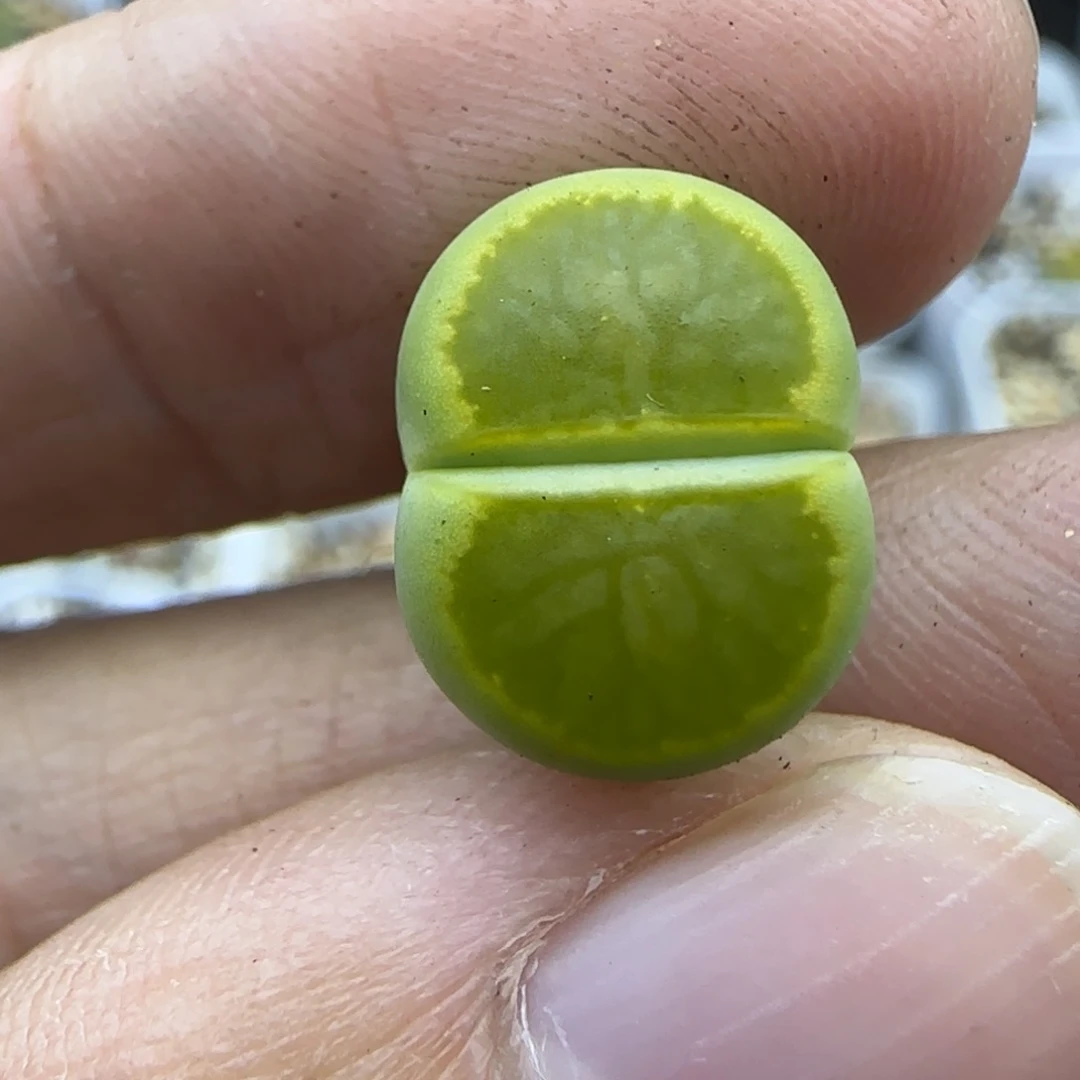 245绿菊清框福利30包邮