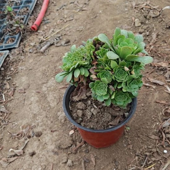 绿羊绒缀加急法师35