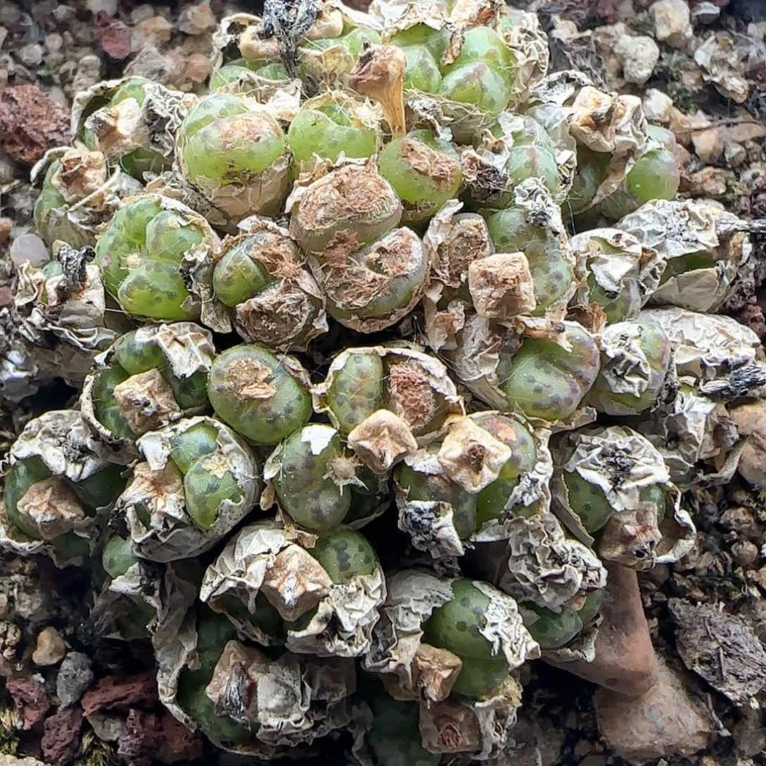 开播福利。 38823