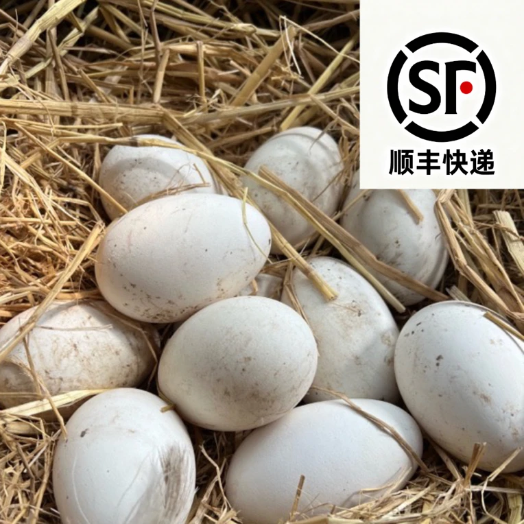 农家粮食散养新鲜土鹅蛋单个净重100g - 120g现捡现发