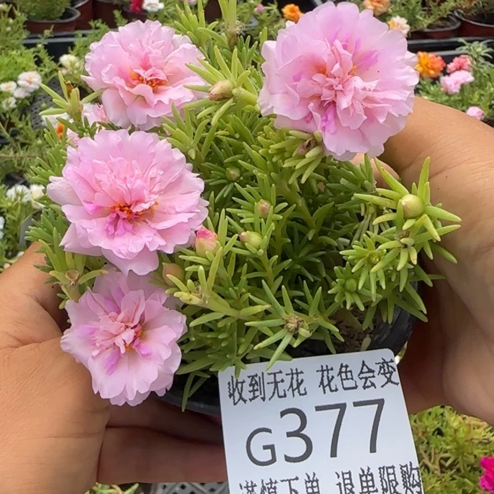 无花朵G377超小苗盆口10cm可能有虫
