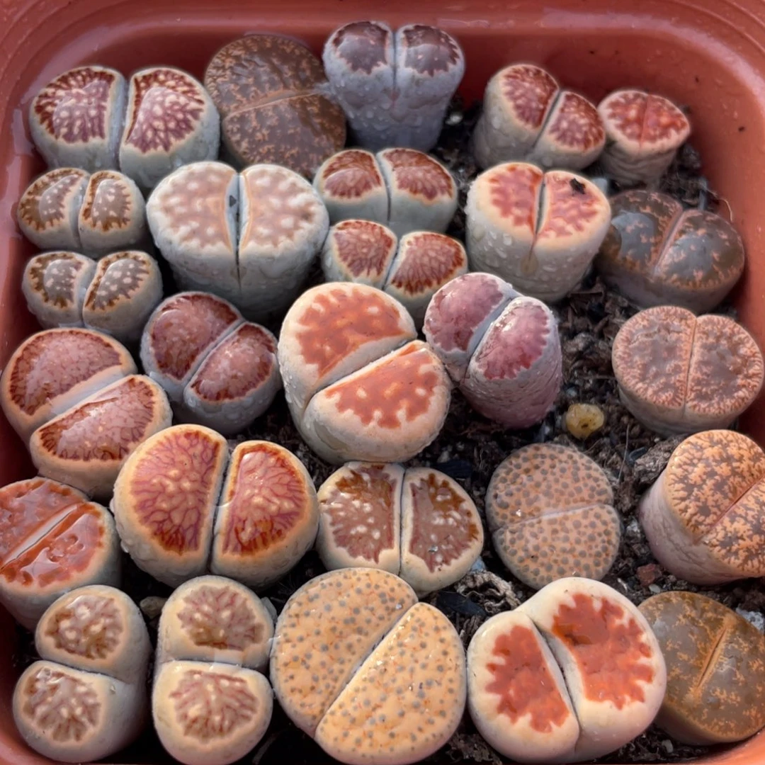 大盆特价一物一拍～24