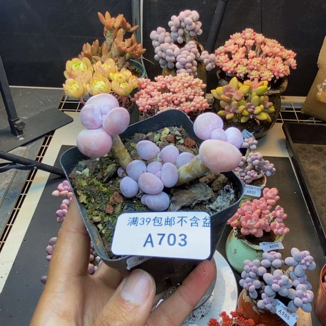703橙奶多肉肉5c m