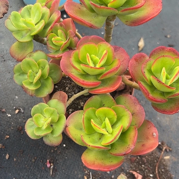 无花朵红梅。