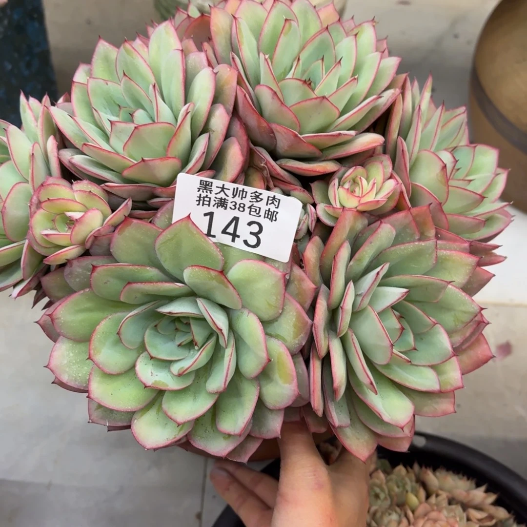 是****黑大帅多肉143牡丹亭