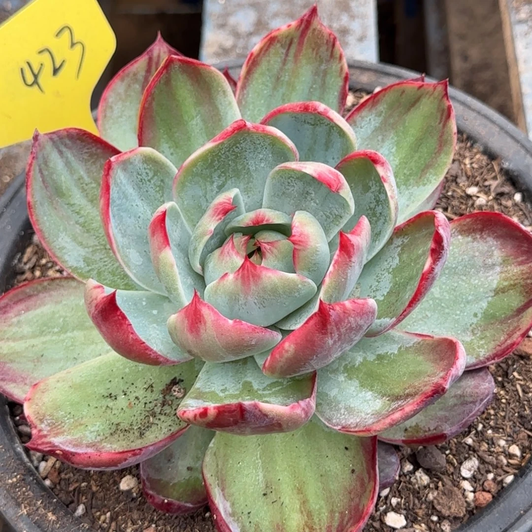 花脸拉丝惊鸿一物一拍包装收缩花旱423