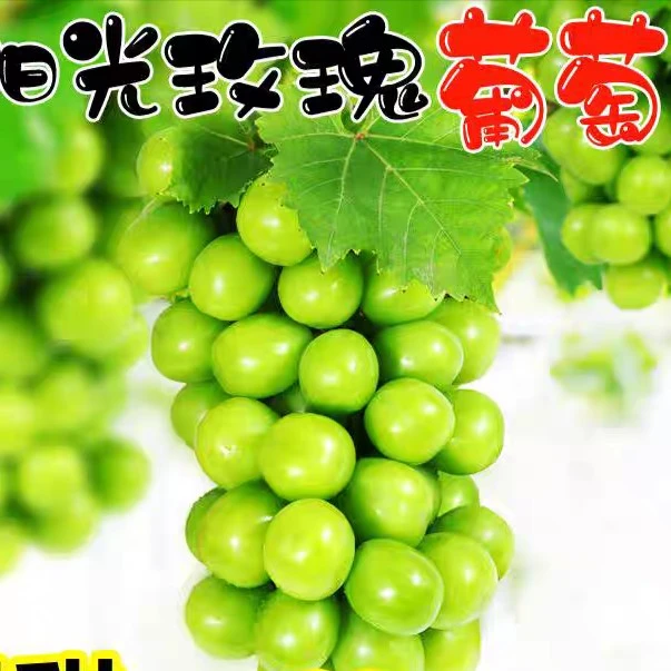 小时达阳光玫瑰晴王葡萄整串大果饱满多汁一串称重多退少补5.8一斤河北省