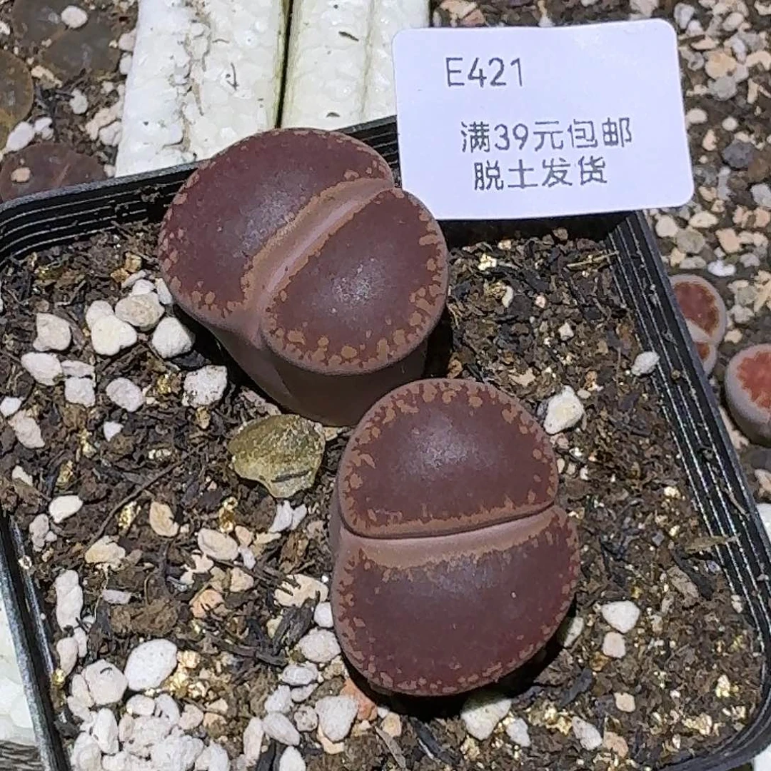 421号2000赞的福利，无单勿拍