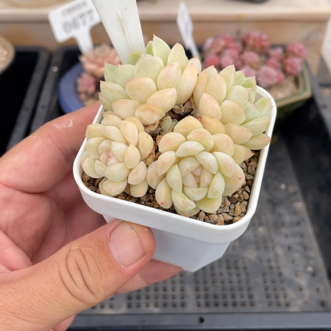 0648白雪不带盆7厘米