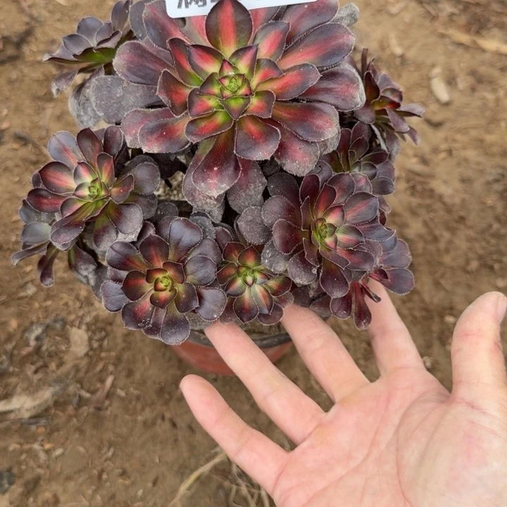 7399二号棚花蝴蝶中班A