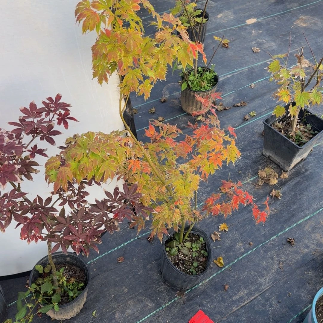 无花朵各种各样的品种分