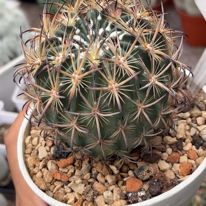 997实生虎爪玉清货价