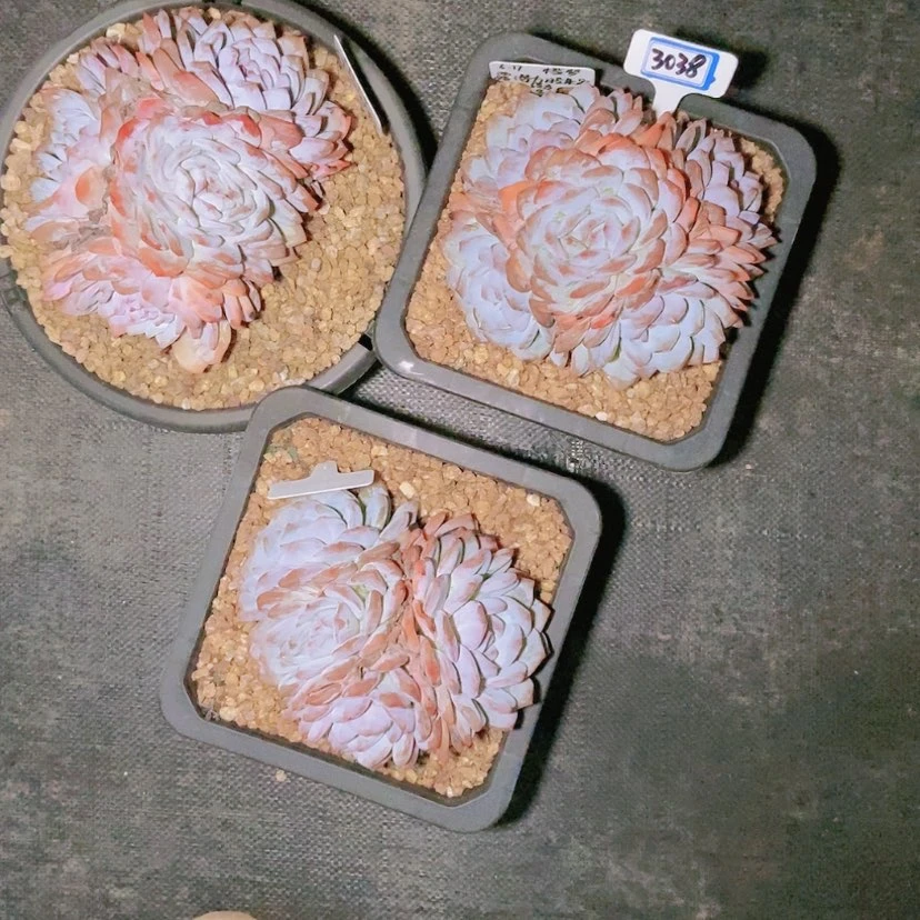 【闪购商品】?****?3038寄养