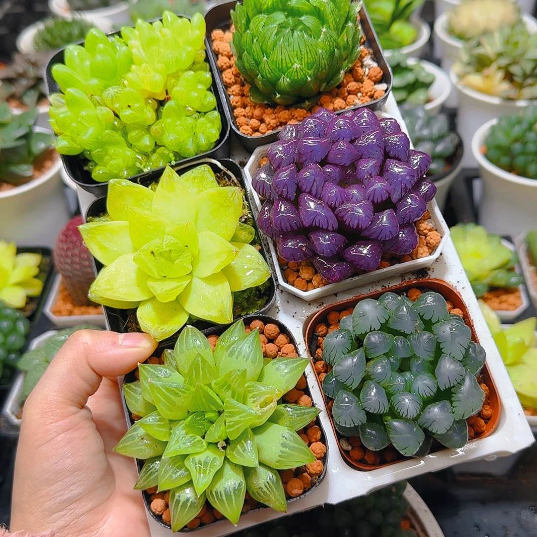 玉露群，蝉翼，黄金，紫宝石，玉露寿，冰灯