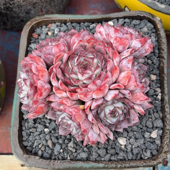 多肉植物 油画向日葵-4