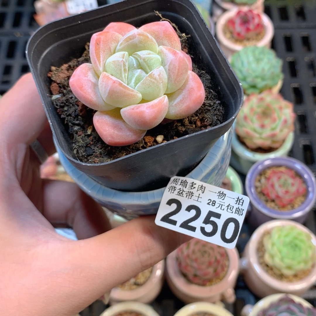 5厘米盆精控多肉2250