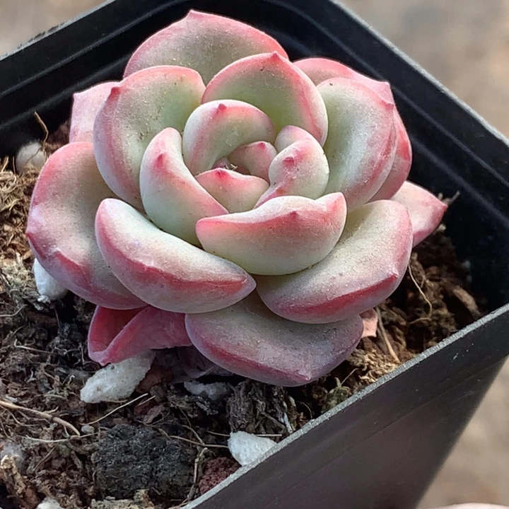 泡芙  3颗 （满9.99包邮不满9.99发叶子）