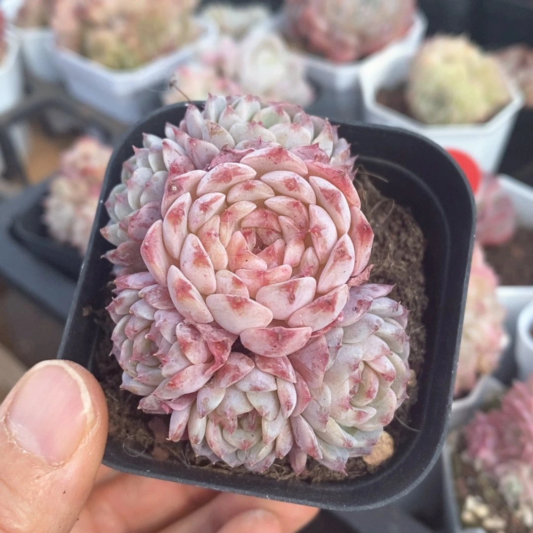 精品多肉一物一拍不包整76