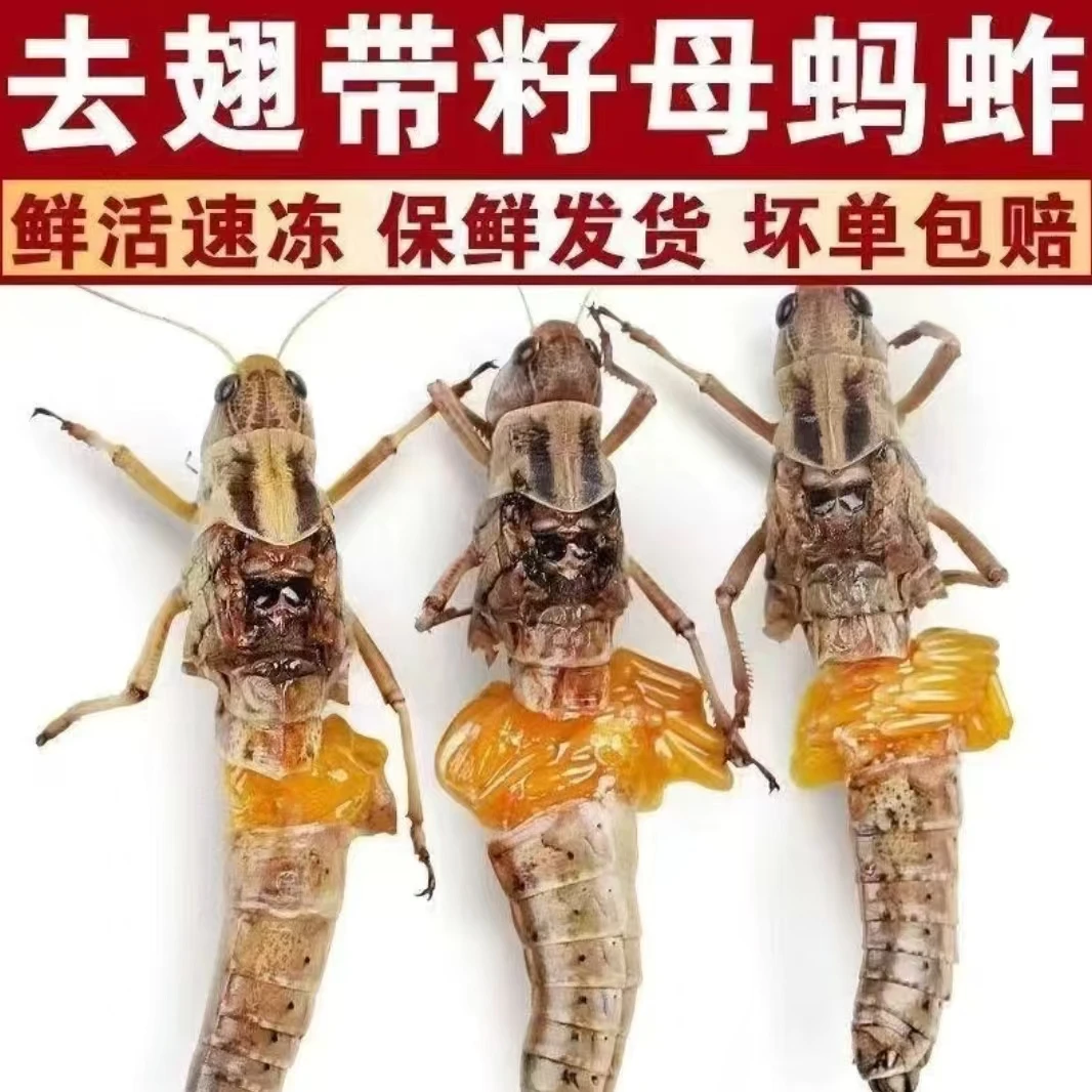 农户特产天然牧草养殖蚂蚱新鲜冷冻包籽包黄去翅蝗虫食用昆虫