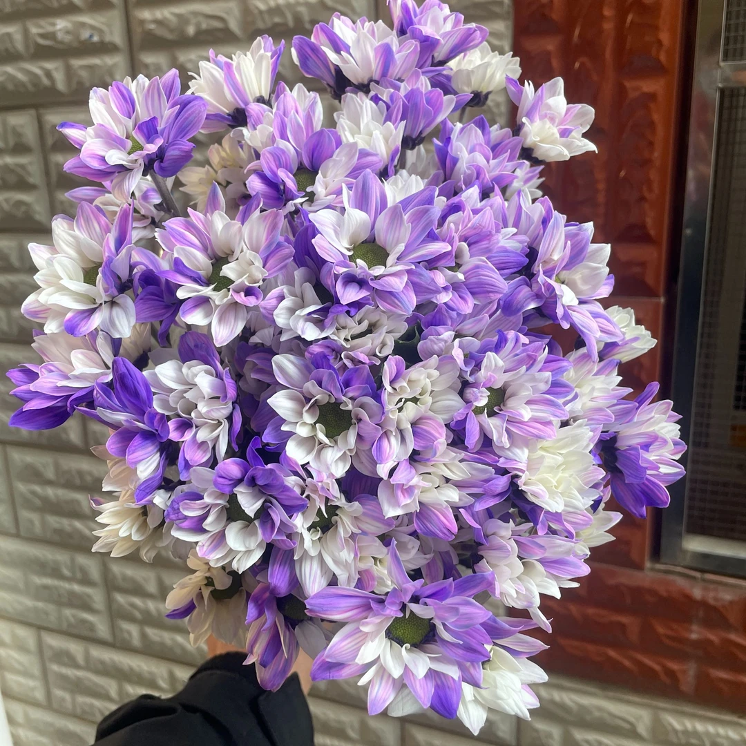 吸色白紫小菊全店1-5扎1个运费