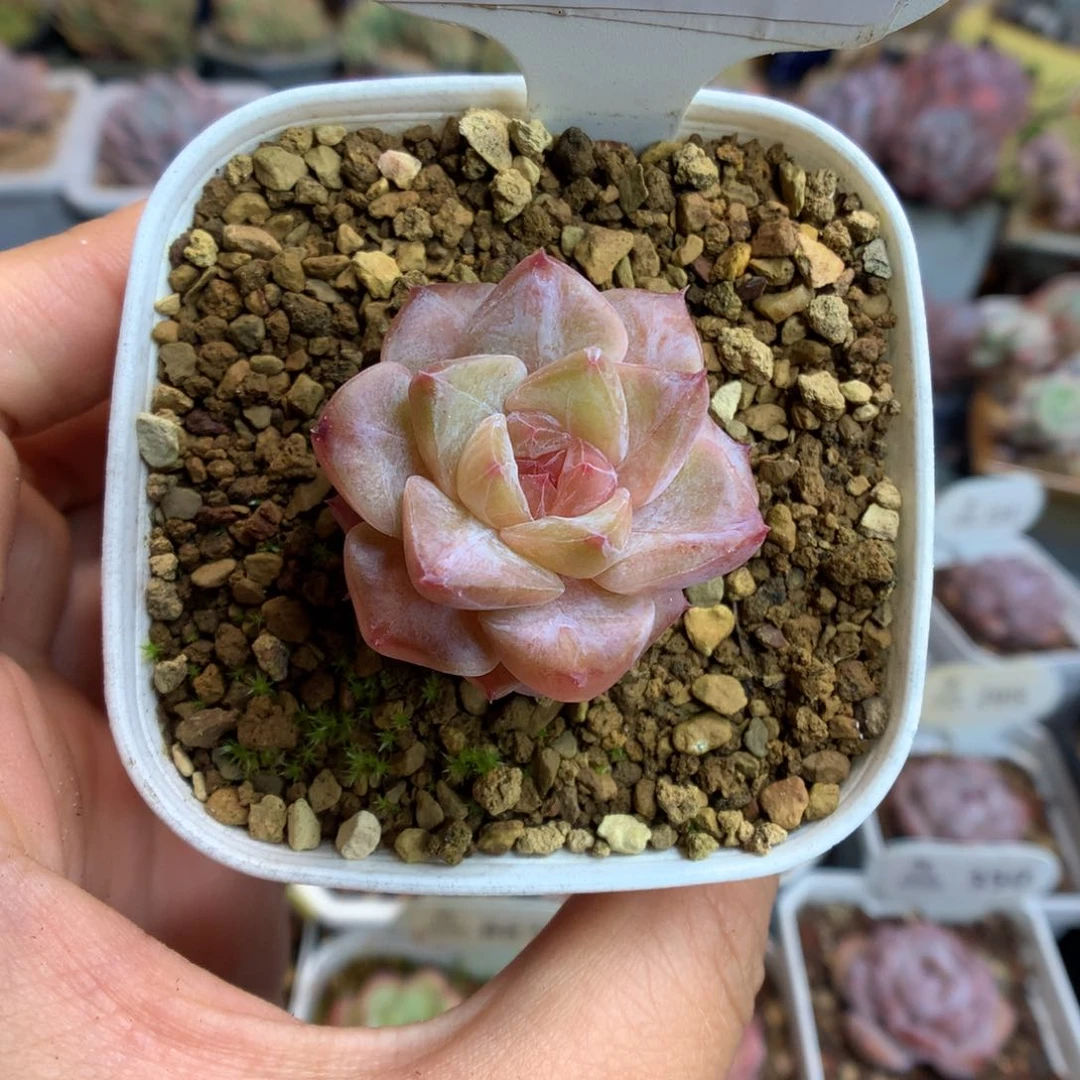 16糖心多肉植物一物一拍