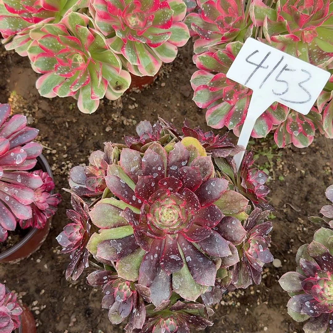 青***栀4153紫薇多肉法师多肉法师