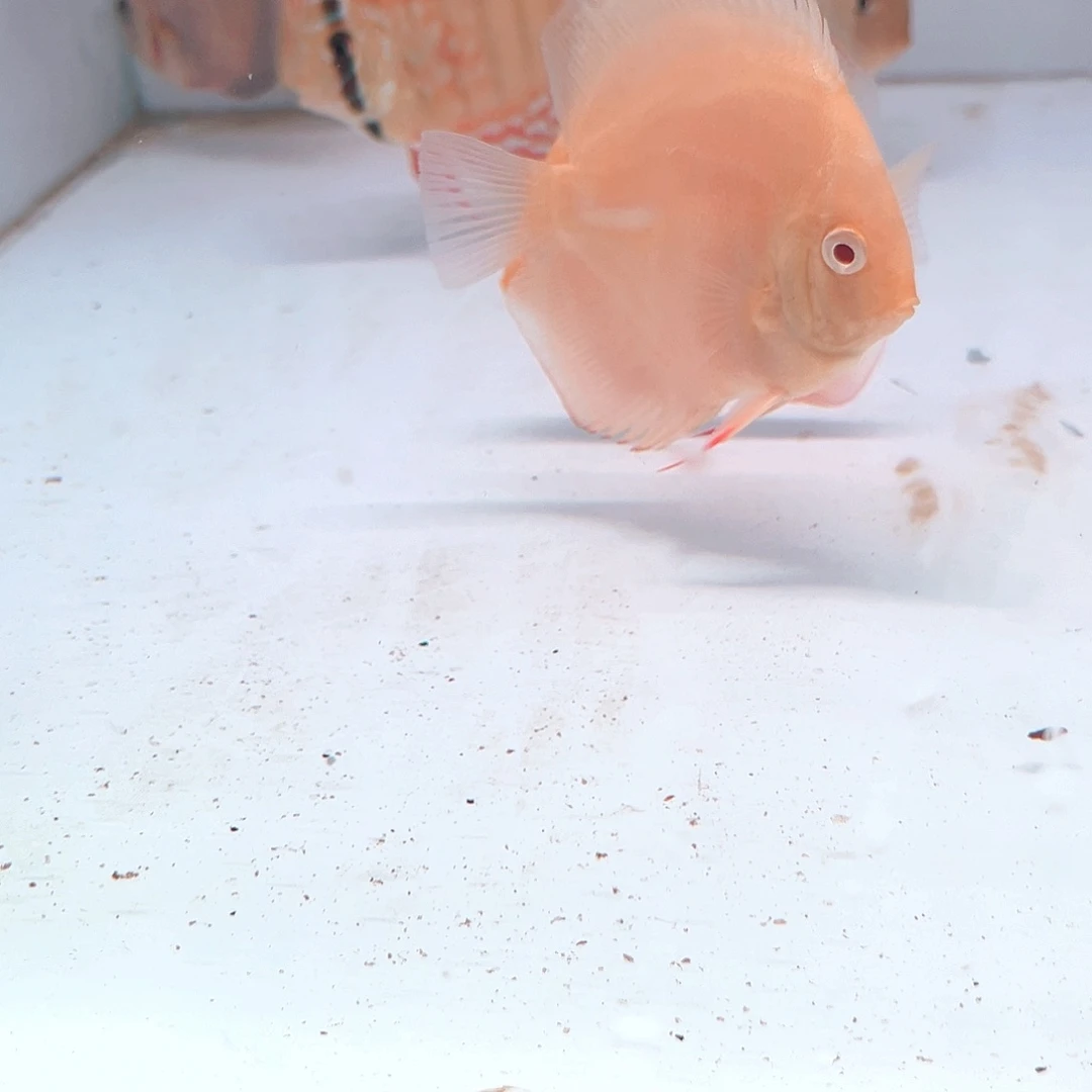 洋***。黄金2白化14一条普通14条松石1条肉身6-7